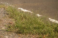 Eragrostis tenuifolia