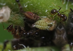 Smiliinae