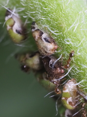 Smiliinae