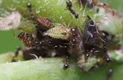 Smiliinae