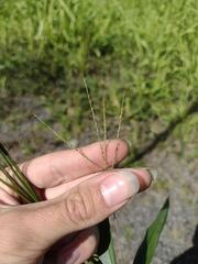 Digitaria violascens