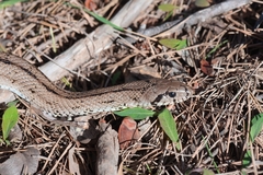 Zamenis scalaris