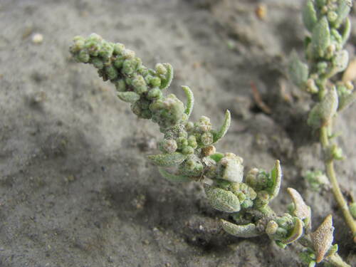 New Zealand fish guts plant (Chenopodium detestans)