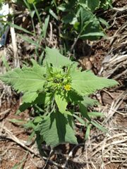 Sigesbeckia orientalis