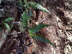 Blechnum appendiculatum