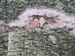 Phlebiopsis crassa