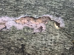 Phlebiopsis crassa