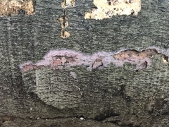 Phlebiopsis crassa
