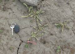 Chenopodium detestans