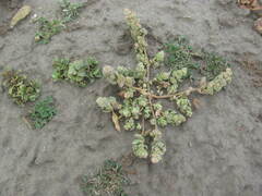 Chenopodium detestans