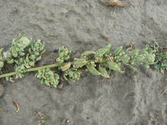 Chenopodium detestans