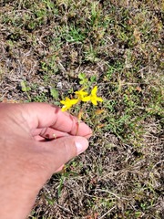 Cyanella lutea