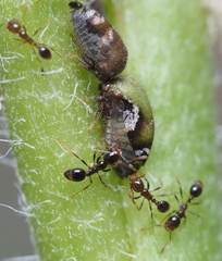 Smiliinae