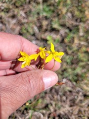 Cyanella lutea