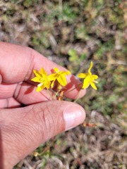 Cyanella lutea