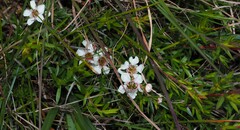 Leptospermum continentale
