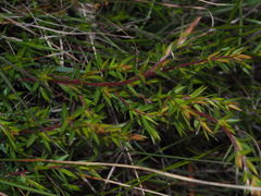 Leptospermum continentale