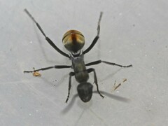 Polyrhachis brisbanensis