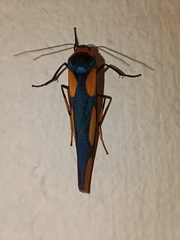 Monosyntaxis trimaculata