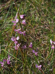 Diuris punctata