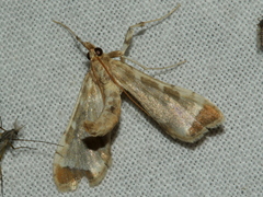 Leucinodes cordalis