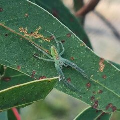 Zygiellinae