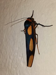 Monosyntaxis trimaculata