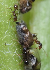 Smiliinae