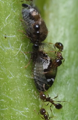 Smiliinae