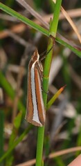 Corynophora lativittalis