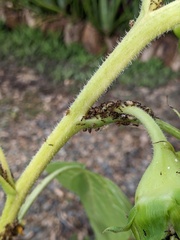 Smiliinae