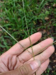 Paspalum conjugatum