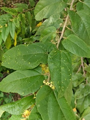 Aceria guazumae