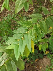 Aceria guazumae
