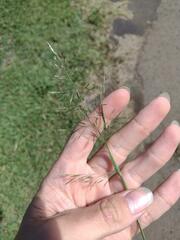 Eragrostis tenuifolia