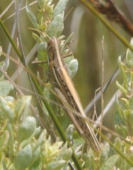 Austracris guttulosa
