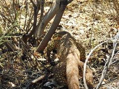 Varanus panoptes rubidus