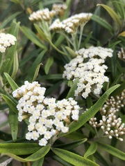 Ozothamnus argophyllus