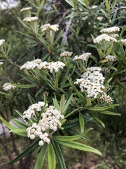 Ozothamnus argophyllus