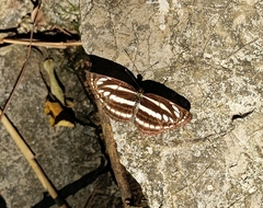 Neptis