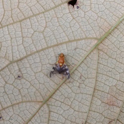 Walnut Husk Maggot Fly photo 5
