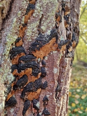 Phellinus