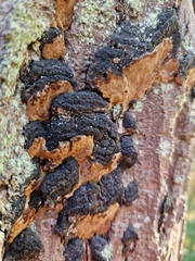 Phellinus