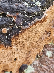 Phellinus