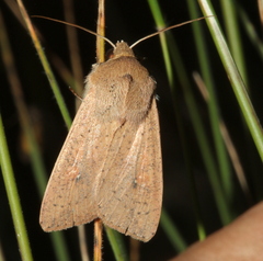 Mythimna convecta