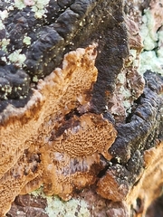 Phellinus