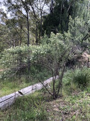 Ozothamnus argophyllus