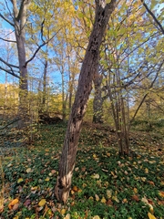 Phellinus