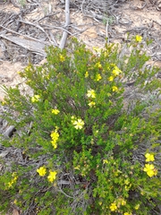 Hibbertia devitata