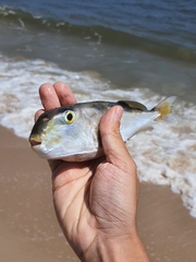 Lagocephalus lunaris